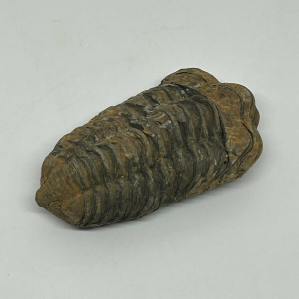 Trilobit Fossil