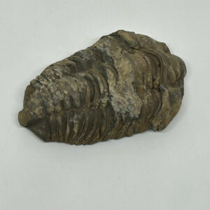 trilobit fossil