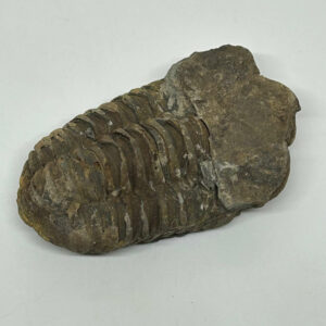 Trilobit Fossil