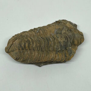 Trilobit Fossil