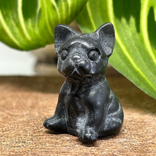 Mini Fransk Bulldog Obsidian