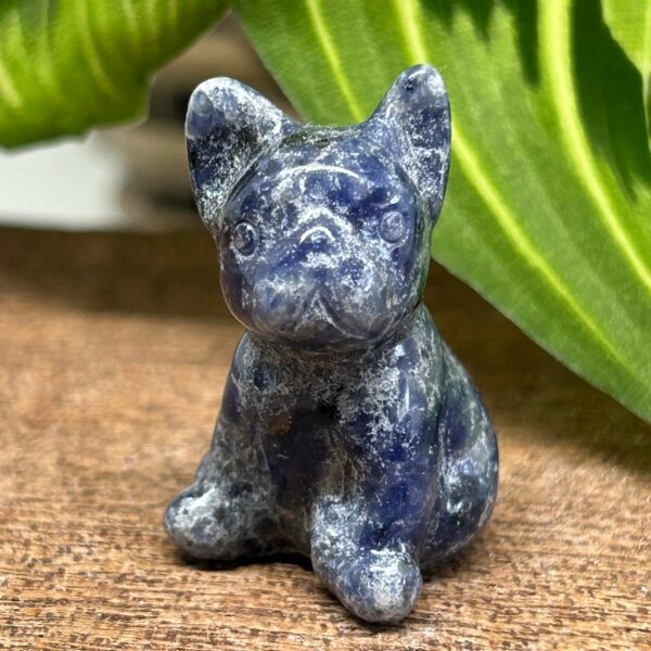 Mini Fransk Bulldog Sodalit