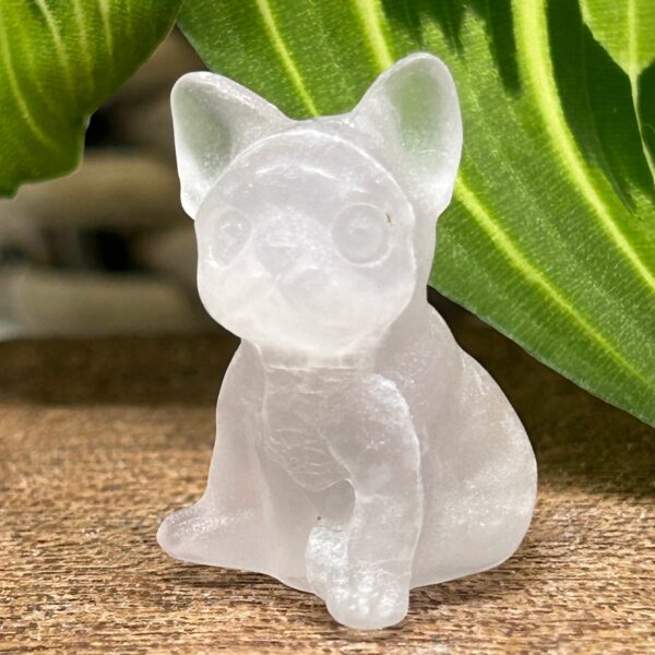 Mini Fransk Bulldog Fluorit