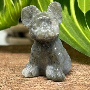 Mini Fransk Bulldog Labradorit