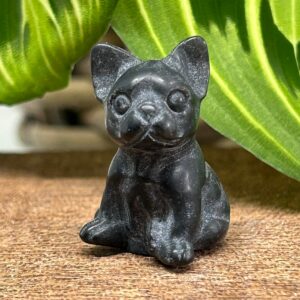 Mini Fransk Bulldog Obsidian
