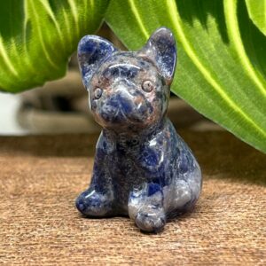 Mini Fransk Bulldog Sodalit