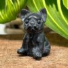 Mini Fransk Bulldog Obsidian