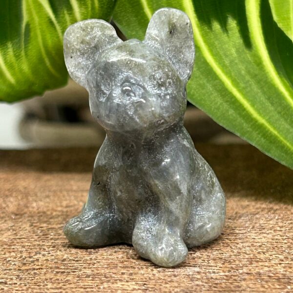 Mini Fransk Bulldog Labradorit