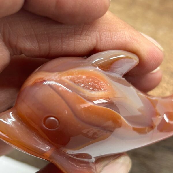Agat Delfin