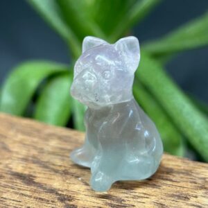 Mini Fransk Bulldog Fluorit