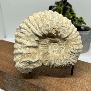 Ammonit Fossil