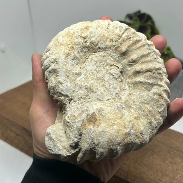Ammonit Fossil (1) - Billede 2