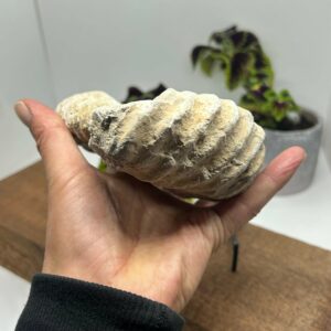Ammonit Fossil