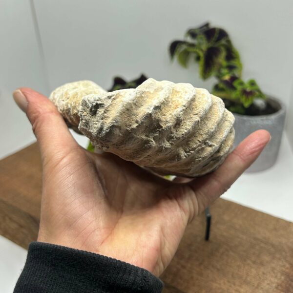 Ammonit Fossil