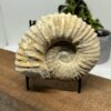 Ammonit Fossil