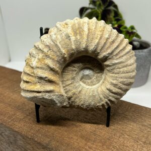 Ammonit Fossil