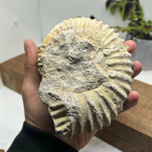 Ammonit Fossil (2) - Billede 2