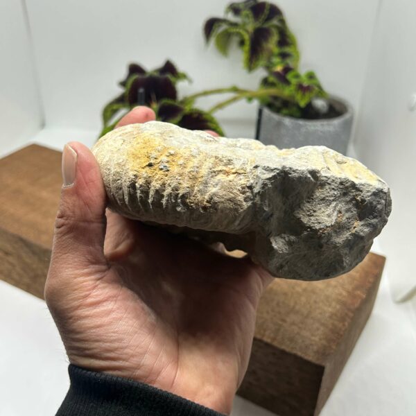 Ammonit Fossil