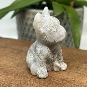 Fransk Bulldog Mos Agat