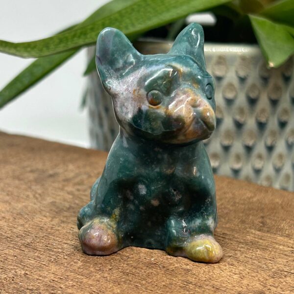 Fransk Bulldog Havjaspis