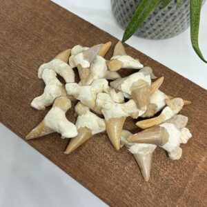 Hajtand Fossil Stor Forstenet Hajtand