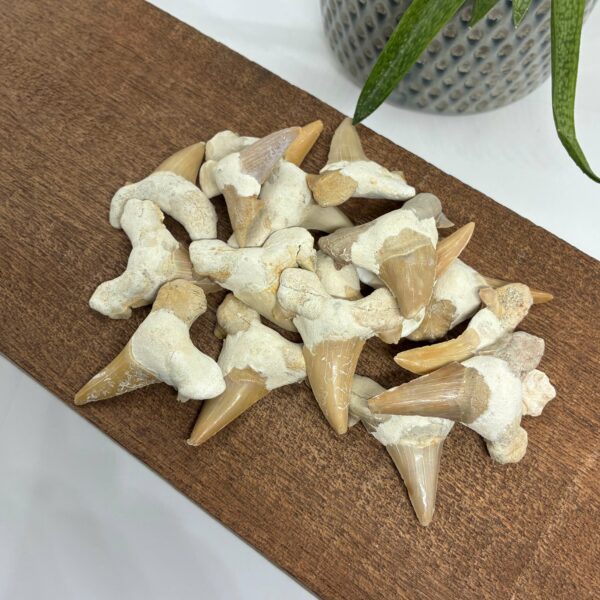 Hajtand Fossil Stor Forstenet Hajtand
