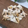 Hajtand Fossil Lille Forstenet Hajtand