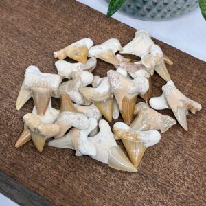 Hajtand Fossil Lille Forstenet Hajtand