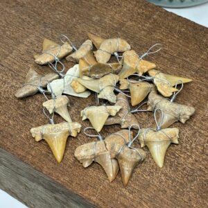 Hajtand Fossil Vedhæng Forstenet Hajtand