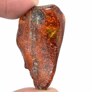 Rav med insekt inklusion