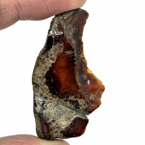 Rav med insekt inklusion