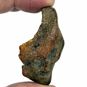 Rav med insekt inklusion