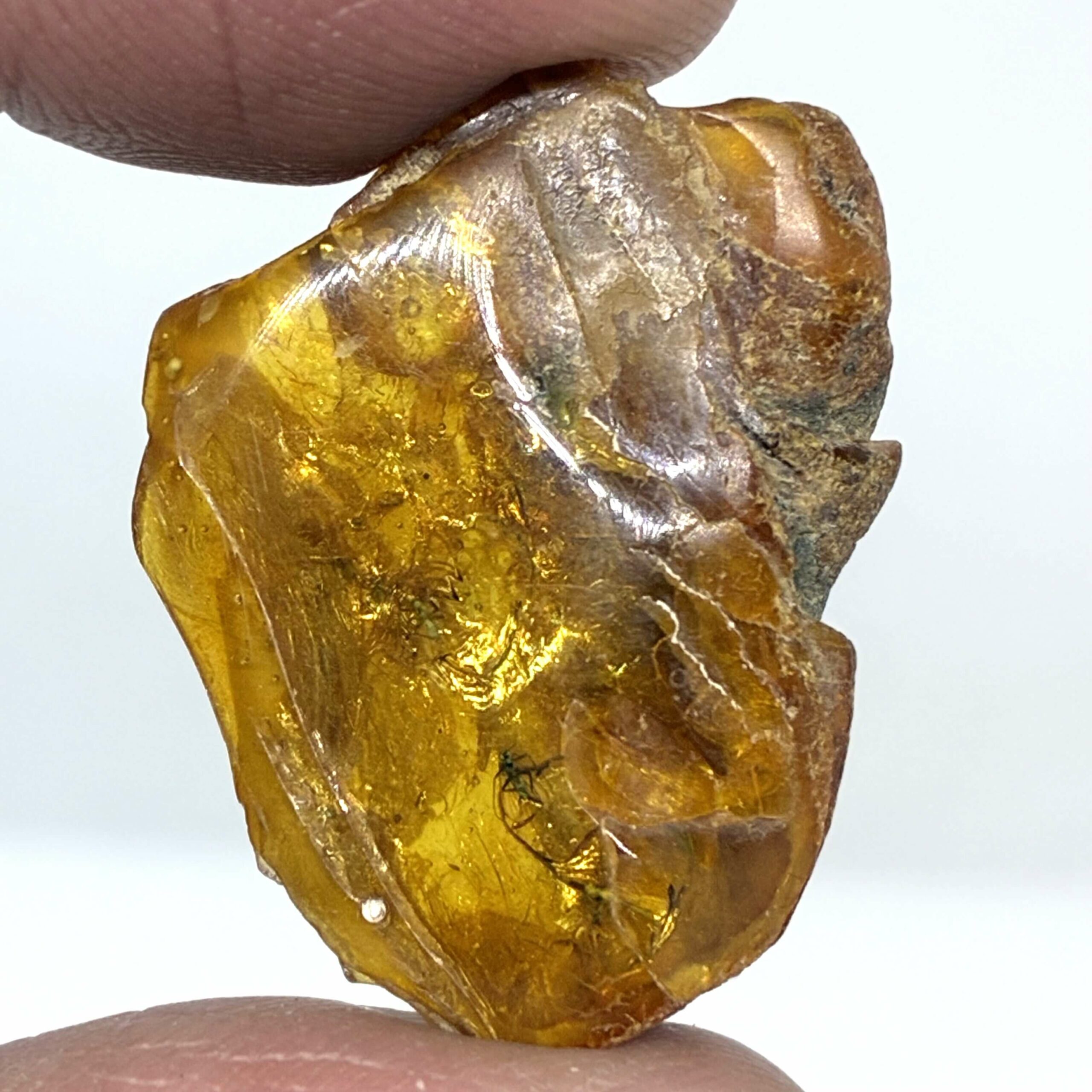 Rav med insekt inklusion