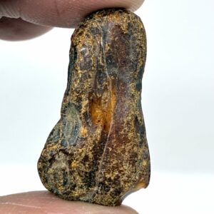 Rav med insekt inklusion