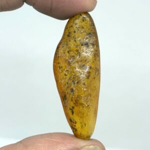 Rav med insekt inklusion