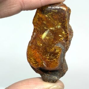 Rav med insekt inklusion