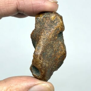 Rav med insekt inklusion