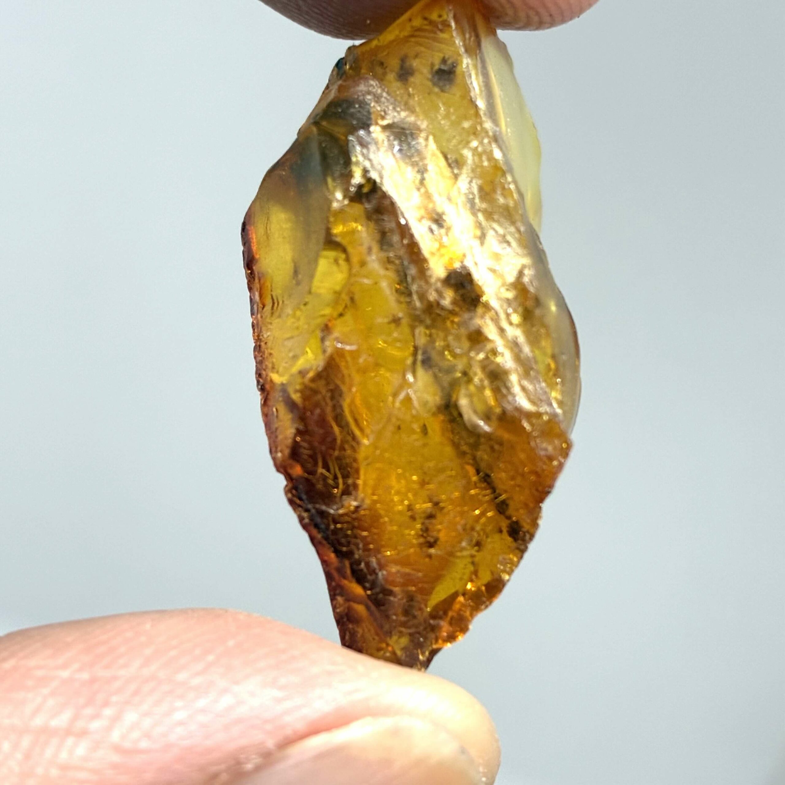 Rav med insekt inklusion