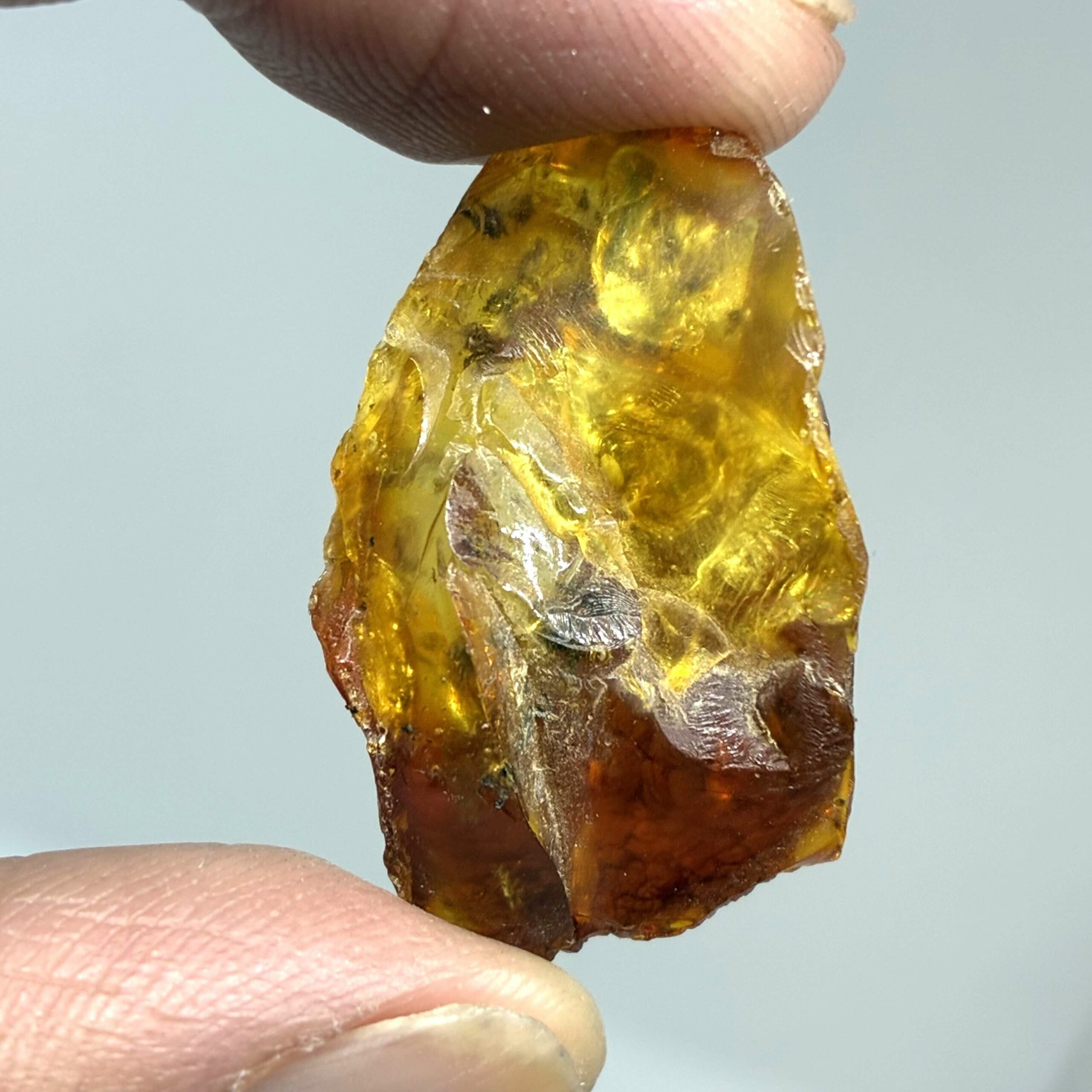 Rav med insekt inklusion