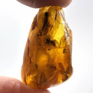 Rav med insekt inklusion