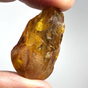 Rav med insekt inklusion