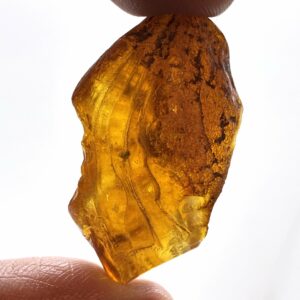 Rav med insekt inklusion