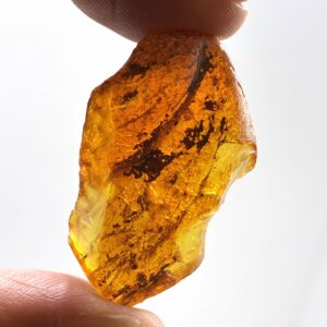 Rav med insekt inklusion