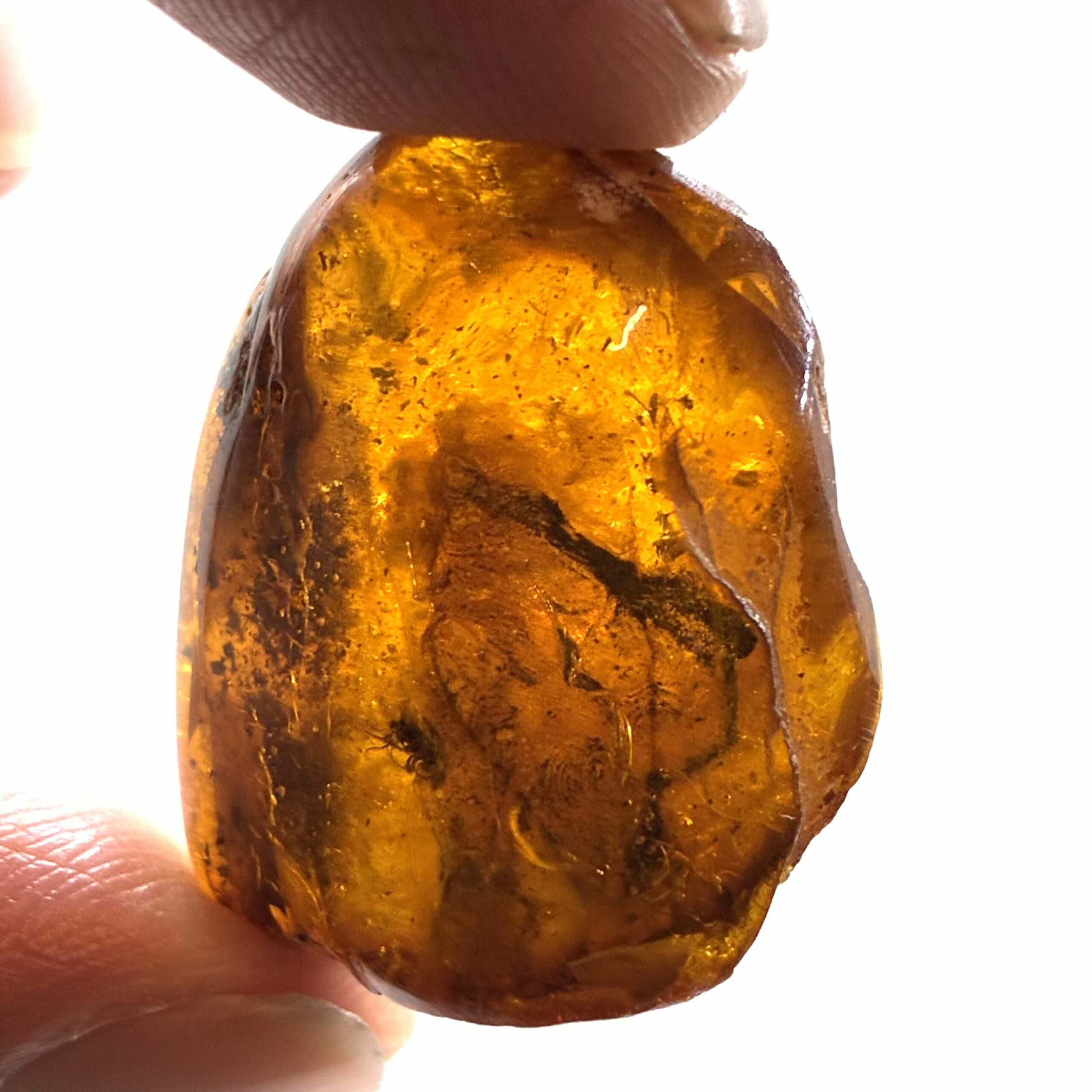 Rav med insekt inklusion