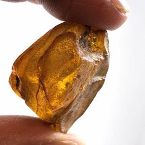 Rav med insekt inklusion