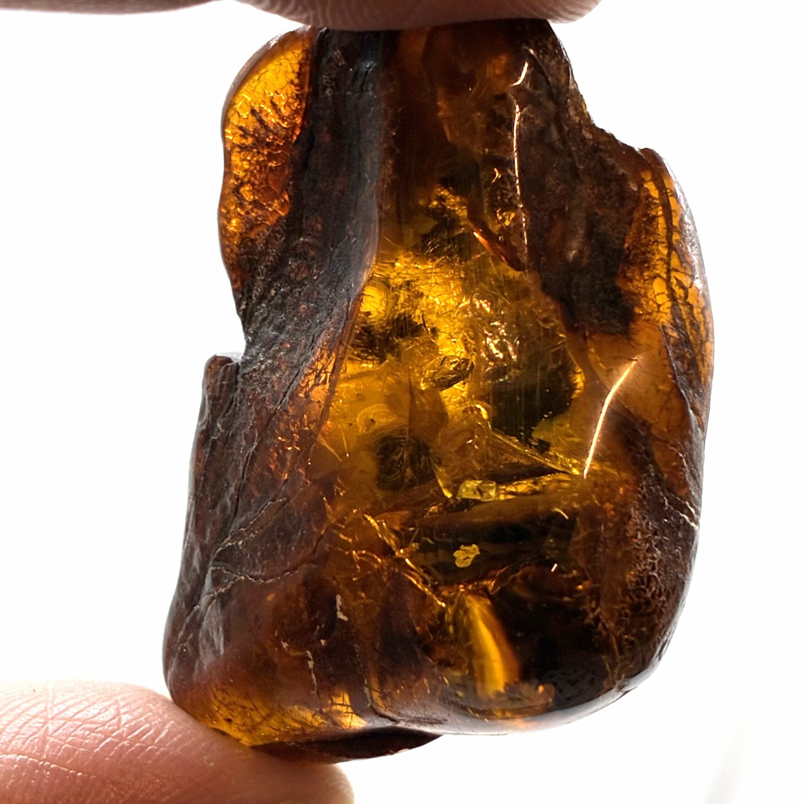 Rav med insekt inklusion