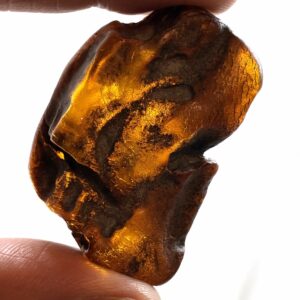 Rav med insekt inklusion