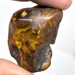 Rav med insekt inklusion