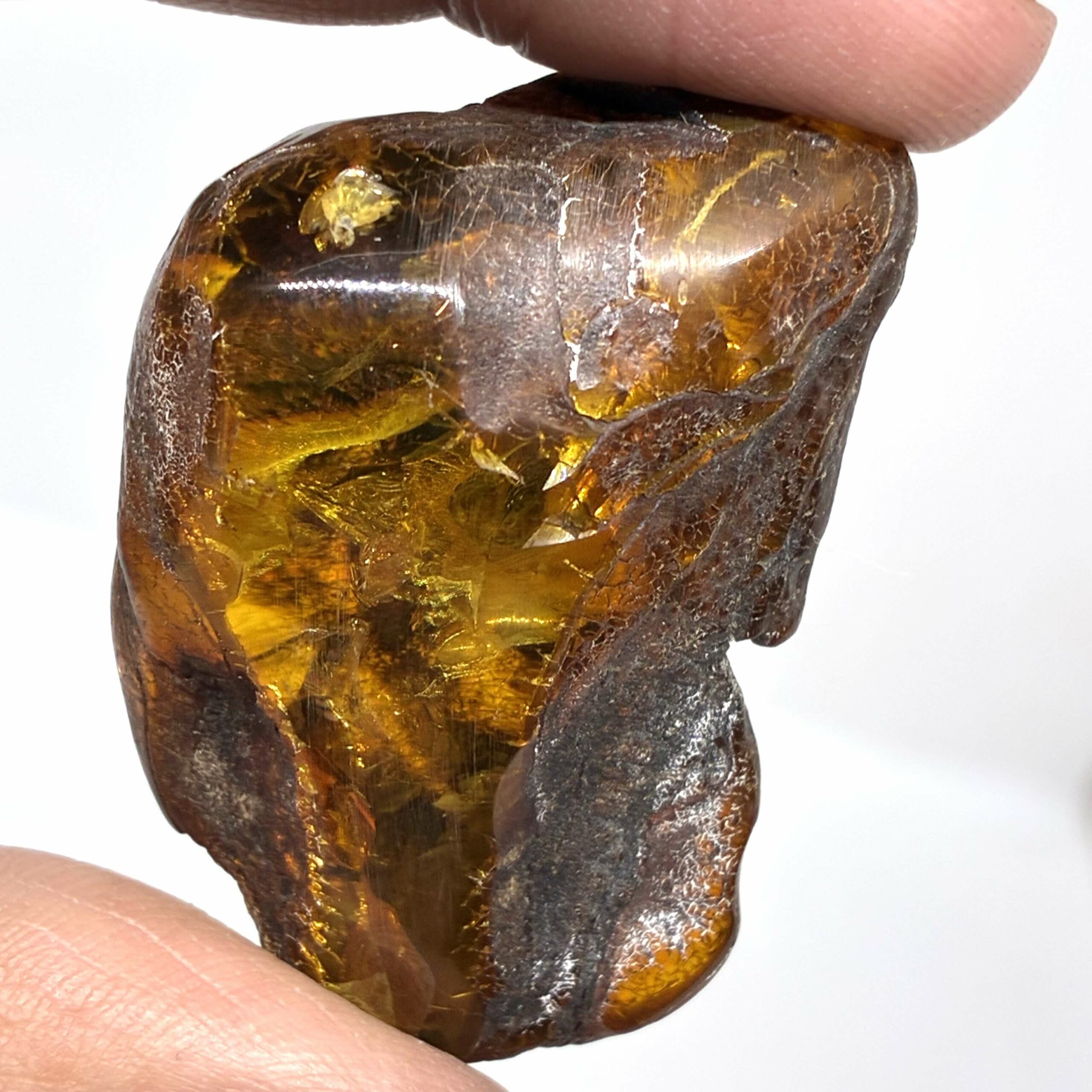 Rav med insekt inklusion