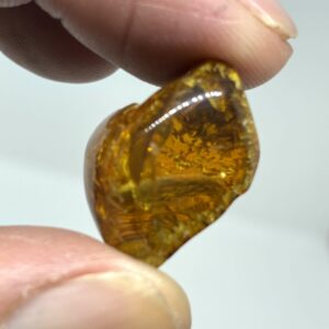 Rav med insekt inklusion